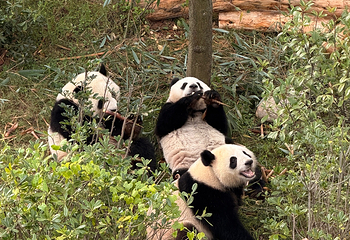 成都大熊猫繁育研究基地第 429 张图片