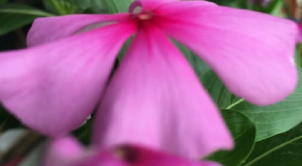 南开大学-小广场(卫津路)