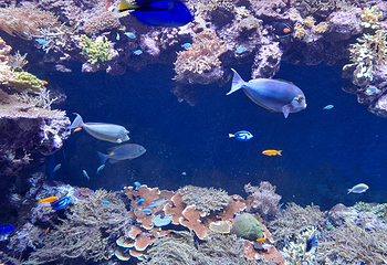 丹麦国立水族馆第 5 张图片