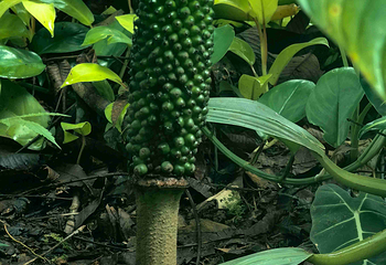 中国科学院西双版纳热带植物园第 74 张图片