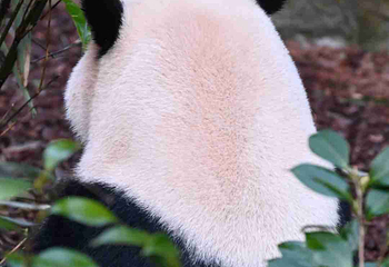 熊猫谷第 73 张图片