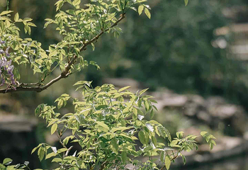 古猗园第 56 张图片