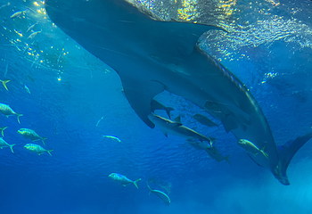 冲绳美丽海水族馆第 141 张图片