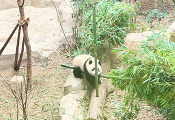 成都大熊猫繁育研究基地第 564 张图片