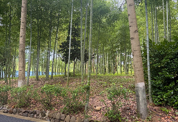 中南百草原第 49 张图片