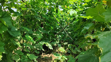 长洲岛水上运动中心