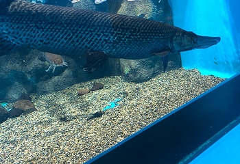 仙台海洋森林水族馆第 22 张图片