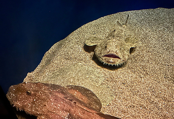 茨城县大洗水族馆第 18 张图片