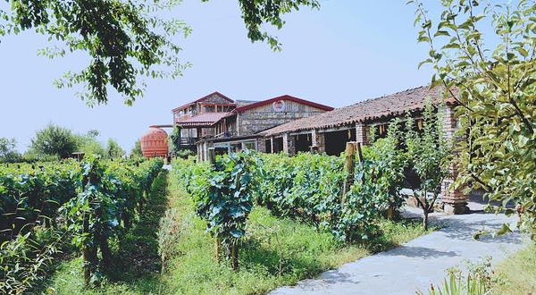 Museum of Qvevri and Qvevri Wine