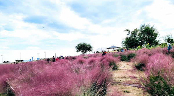 Pink muhly grass