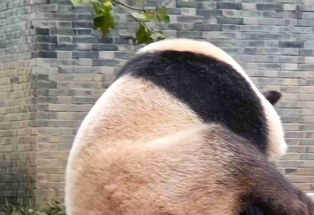 都江堰中华大熊猫苑(原熊猫乐园)第 38 张图片