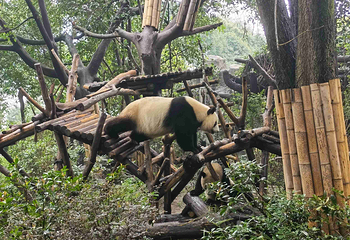 成都大熊猫繁育研究基地第 376 张图片
