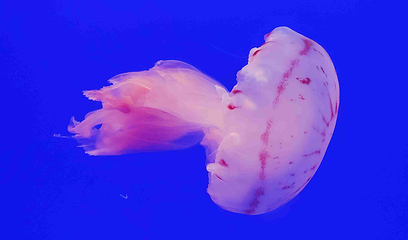 上海海洋水族馆第 75 张图片