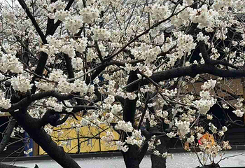 大兴善寺第 67 张图片