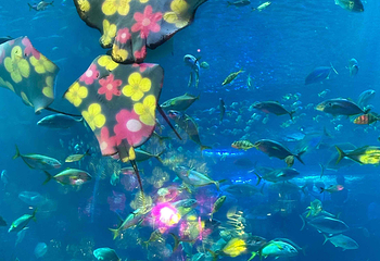 济州岛Aqua Planet水族馆第 82 张图片