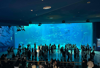 济州岛Aqua Planet水族馆第 57 张图片