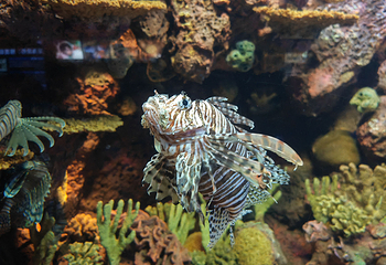 上海海洋水族馆第 57 张图片