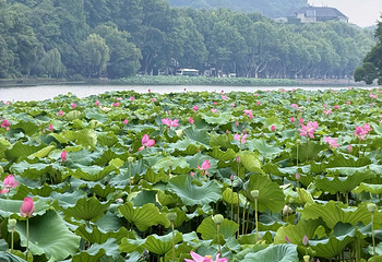 西湖风景名胜区第 248 张图片