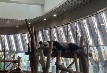成都大熊猫繁育研究基地第 613 张图片