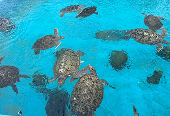冲绳美丽海水族馆第 88 张图片