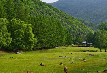 金山鹿苑第 22 张图片