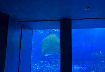 冲绳美丽海水族馆第 182 张图片