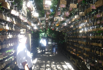 青岛神社第 10 张图片