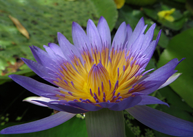 波茨坦大学植物园