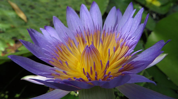 波茨坦大学植物园