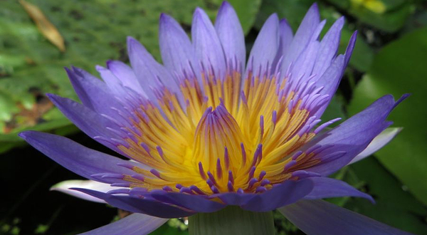 波茨坦大学植物园