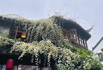 拙政园第 460 张图片
