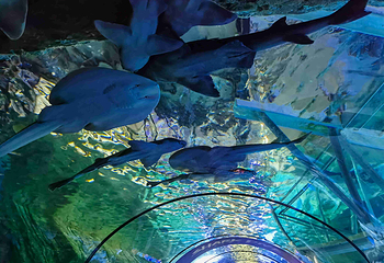 悉尼水族馆第 21 张图片
