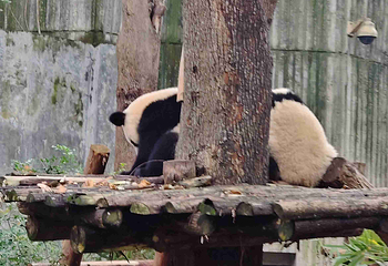 成都大熊猫繁育研究基地第 583 张图片
