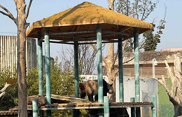 岳阳中华大熊猫苑第 2 张图片