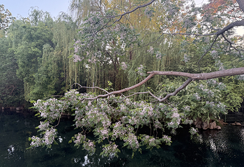 趵突泉景区第 164 张图片