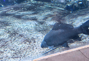 上海海洋水族馆第 141 张图片