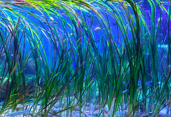 釜山SEA LIFE水族馆第 29 张图片