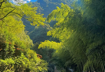 大盘山温泉山庄第 16 张图片