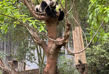 成都大熊猫繁育研究基地第 358 张图片