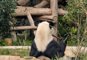 成都大熊猫繁育研究基地第 320 张图片