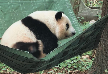 成都大熊猫繁育研究基地第 496 张图片