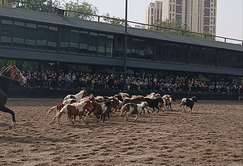 新疆古生态园汗血马基地第 144 张图片