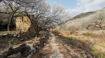 古原大坑赏梅园区