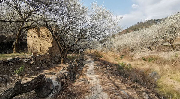 古原大坑赏梅园区