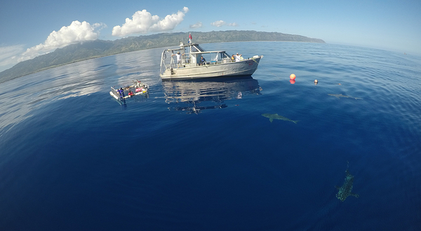 水底鲨鱼观光活动