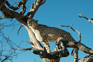 Naankuse Wildlife Sanctuary