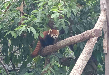 成都动物园第 38 张图片