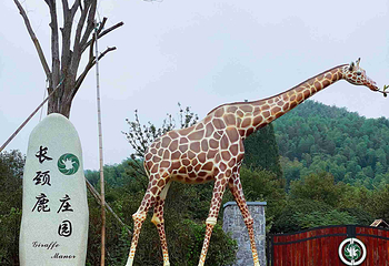 湖州长颈鹿庄园第 52 张图片