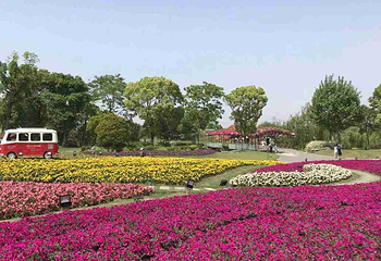 周浦花海第 125 张图片