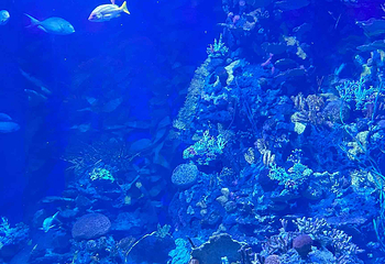 上海长风海洋世界第 68 张图片